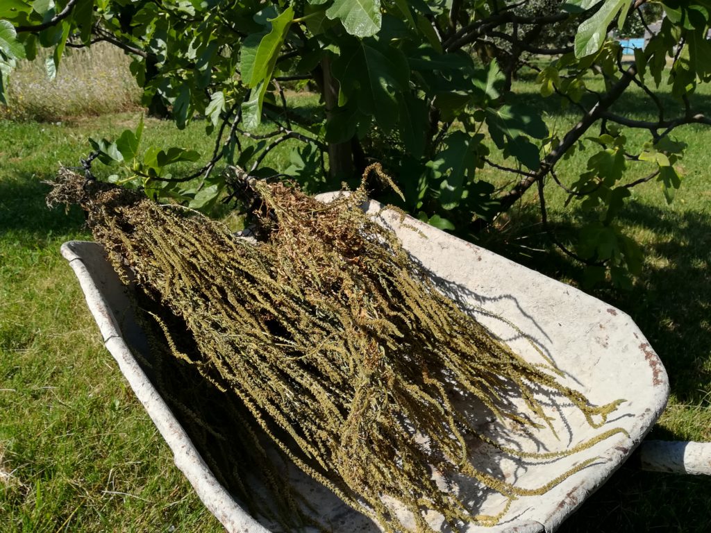 Réséda ou gaude de teinturiers dans un champ de Provence.