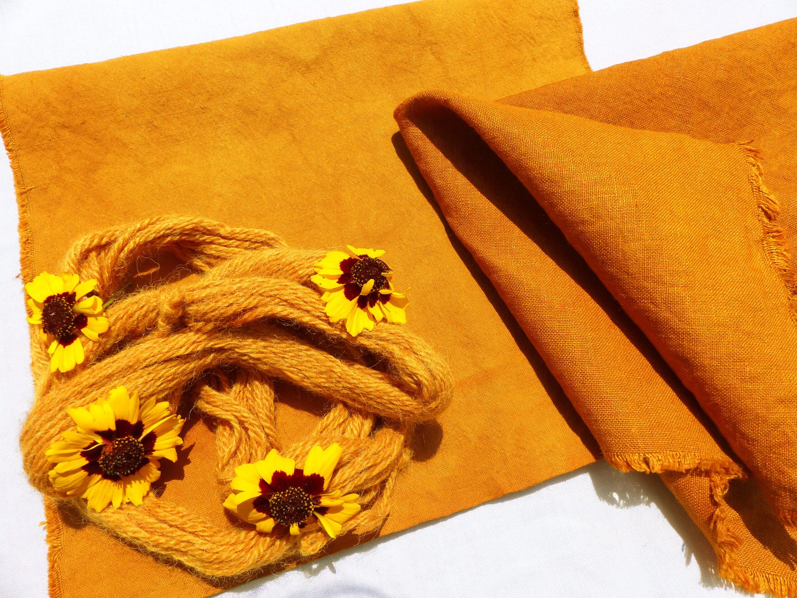 Teinture au coréopsis des teinturiers orange fauve sur coton laine et lin bio