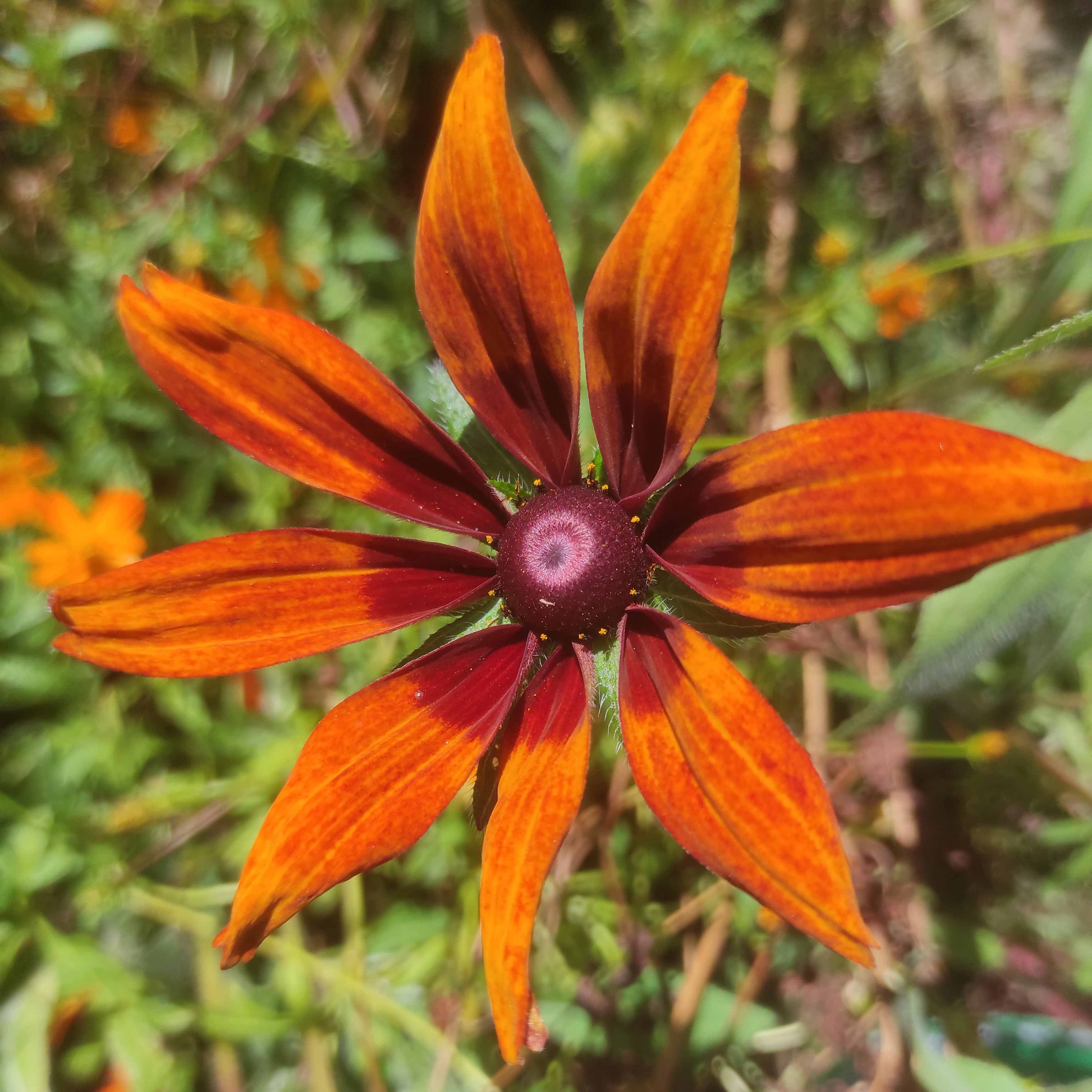 fleur de rudbeckia hirta variété chocolat