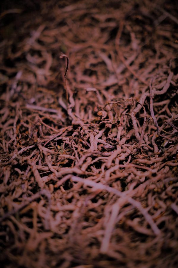 séchage des racines rouges de garance des teinturiers crédit photo Studio Payol