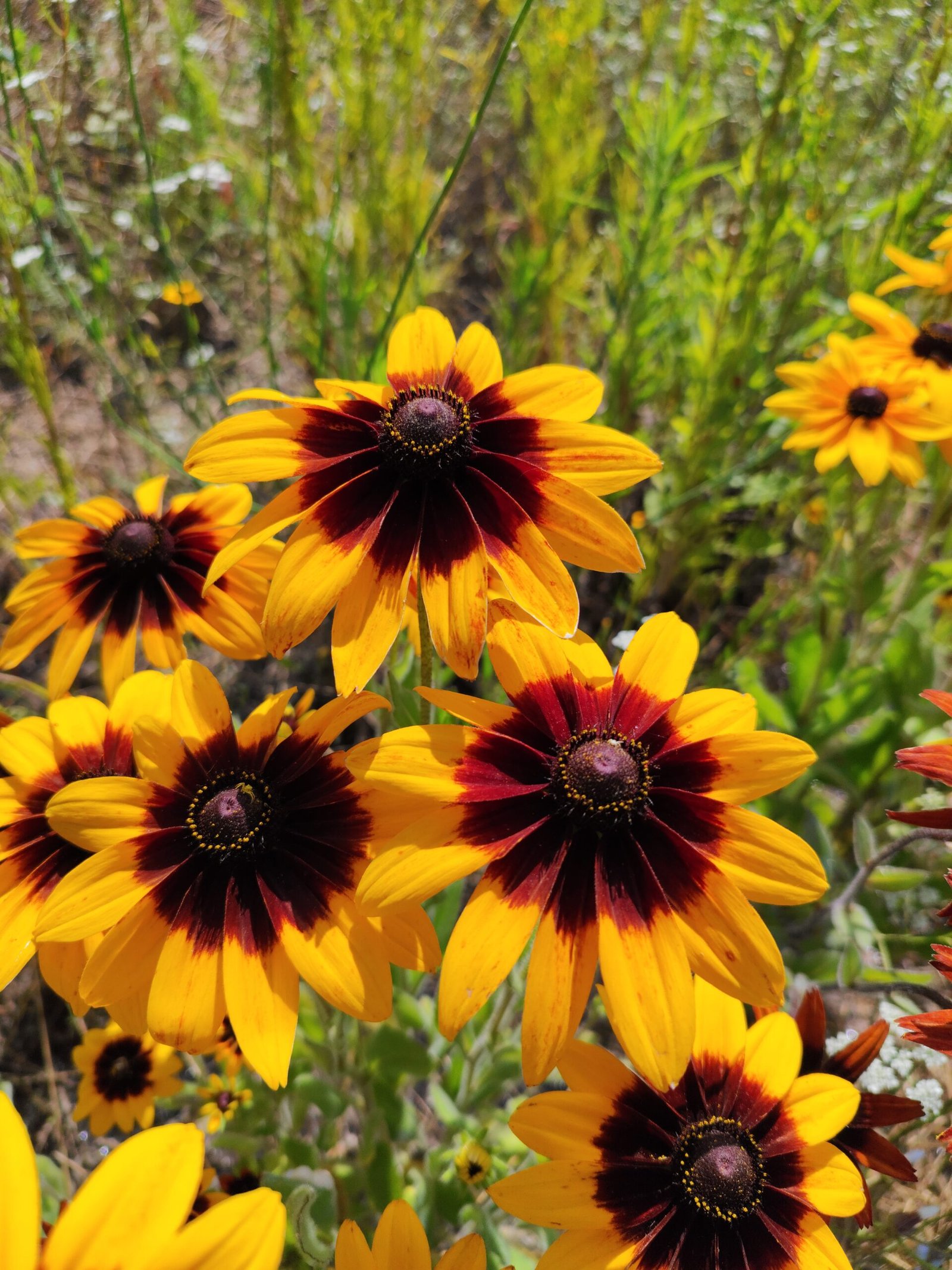 fleurs de rubeckia hirta black susan