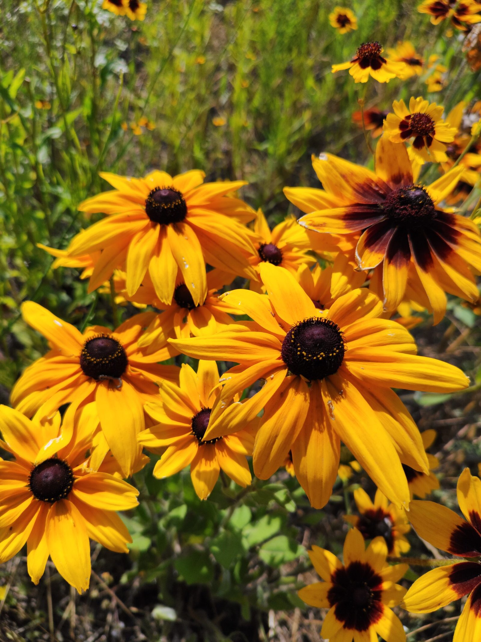 rubeckia hirta en fleurs