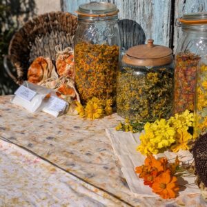 photo de tous les ingredients du kit éco-print avec rose d'inde, cosmos sulfureux, coréopsis lancéolé, tournesol hopi, alun et cristaux de soude