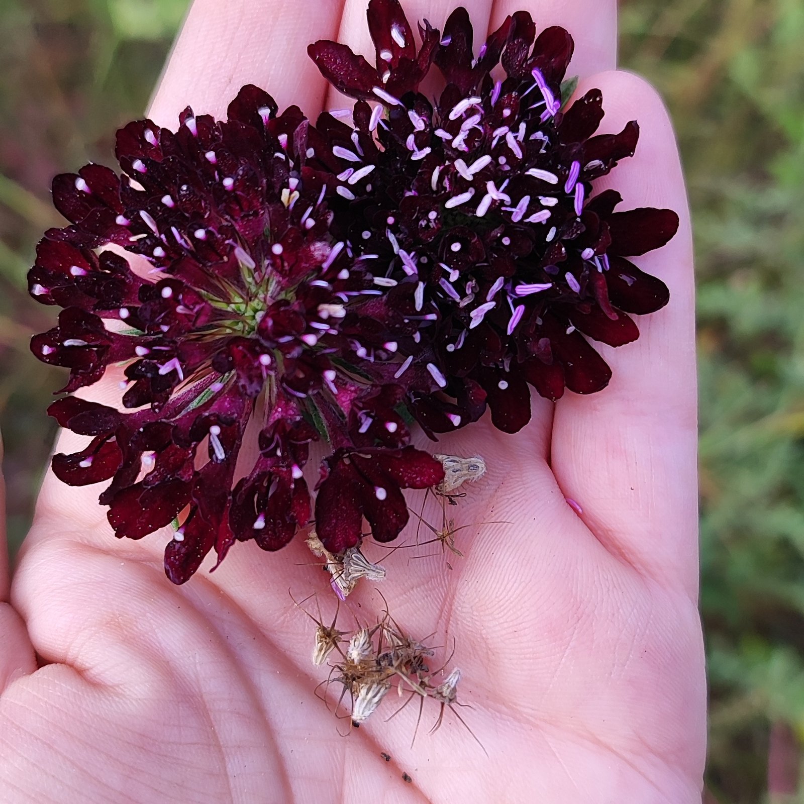 graine et fleur de scabieuse black knight
