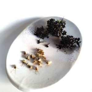 graines de scabieuse dark night bio