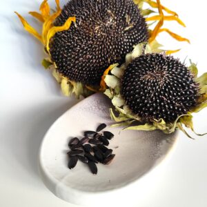 photo de graine de tournesol black hopi dye