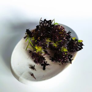 photo de fleur de scabieuse black night